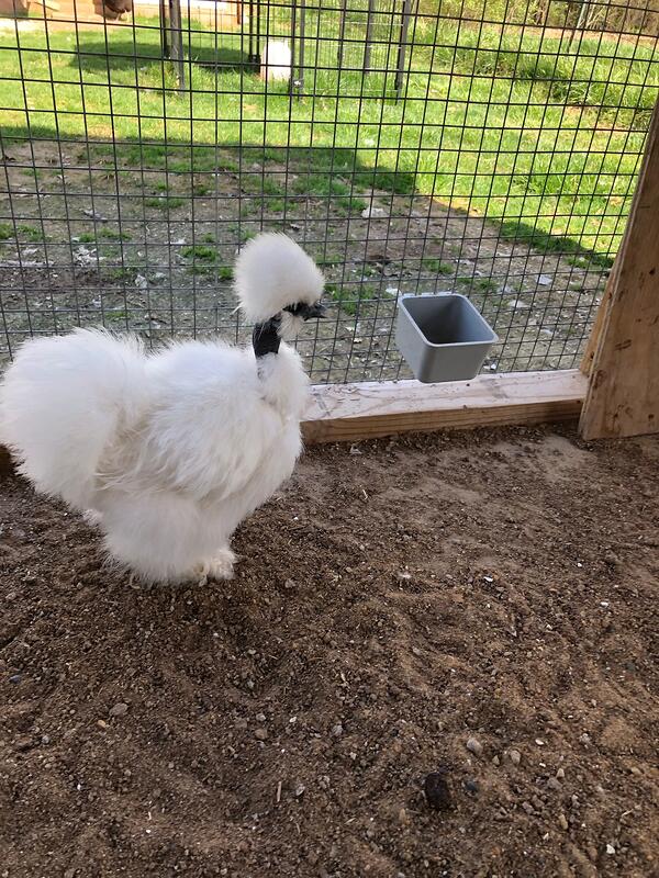 types-of-chickens-silkie-breed